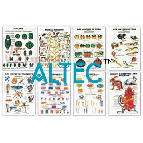 Educational Charts Manufacturers In India