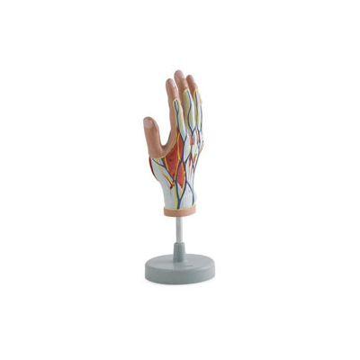 Human Hand Anatomy Models