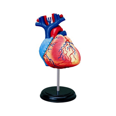 Human Heart Anatomy Models