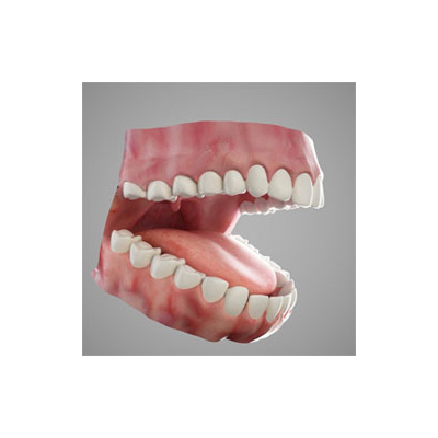 Human Teeth Anatomy Models