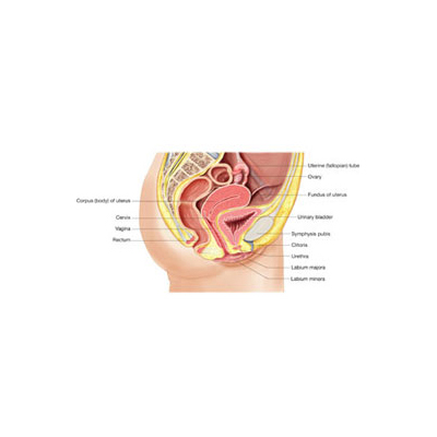 Human Reproductive Anatomy