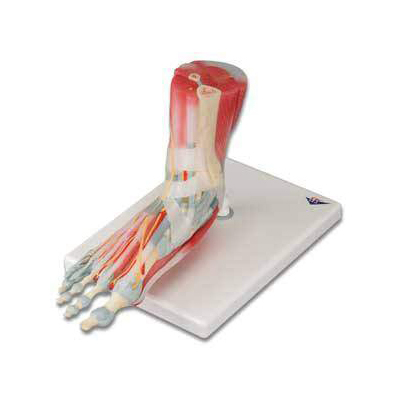 Human Foot Anatomy Models