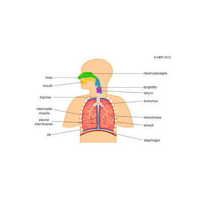 Human Respiratory System