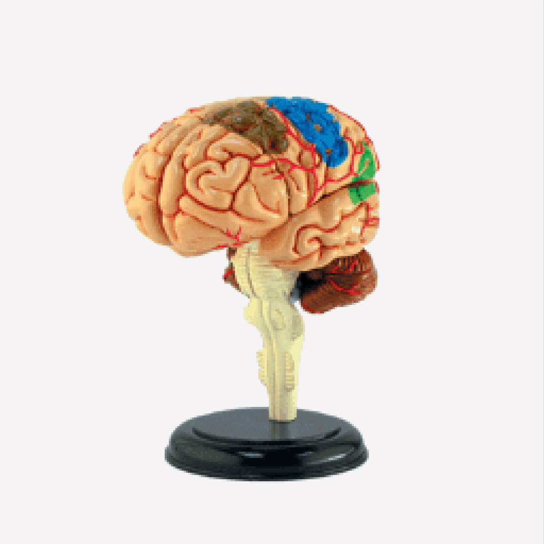 Human Brain Anatomy Models