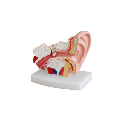 Human Ear Anatomy Models