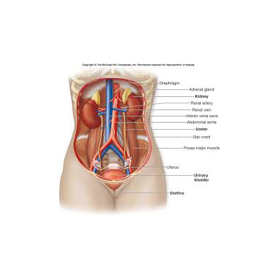 Human Urinary System
