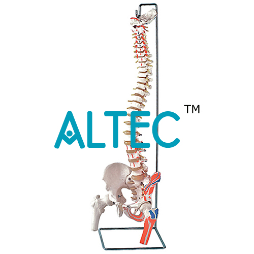 Flexible Vertebral Column with Femur Heads, Muscle Insertions, Removable Sacral Crest