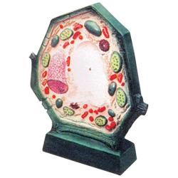 Typical Plant Cell