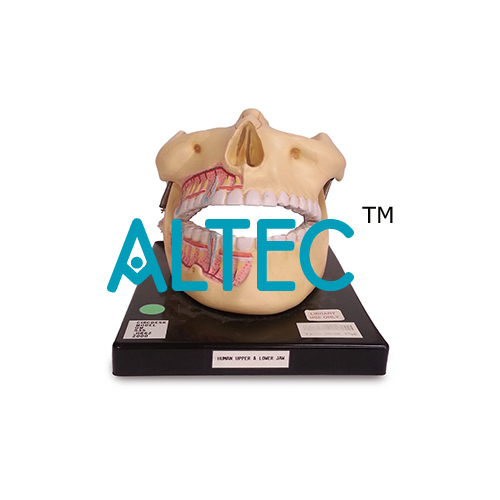 Human Upper & Lower Jaw