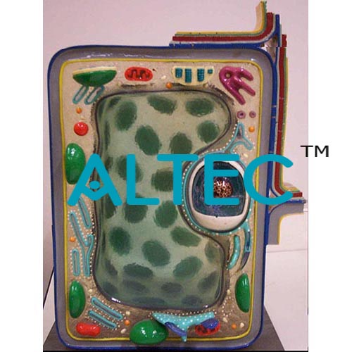 Typical Plant Cell