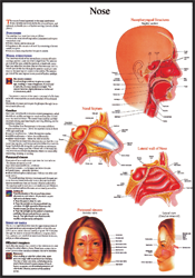 Anatomy Charts