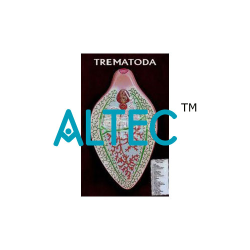 Trematoda Model