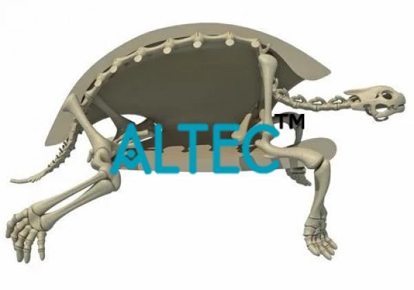 Skeleton Tortoise