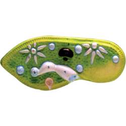 Paramecium