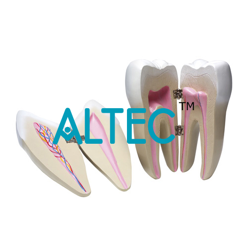 Molar And Incisor Cross Section Model