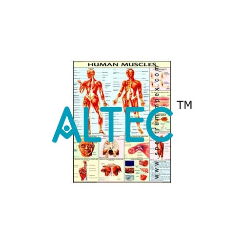 Special Human Physiology Charts