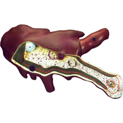 Model Of Amoeba