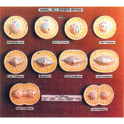 Animal Cell Division Mitosis