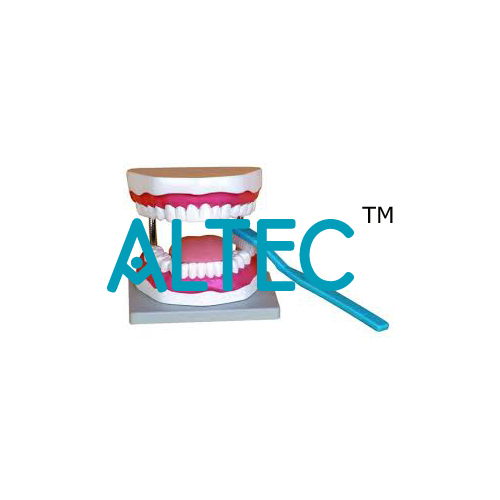 Oral Hygiene Model