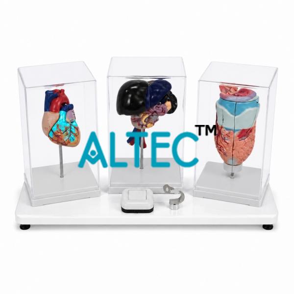 Anatomy & Medical Models India