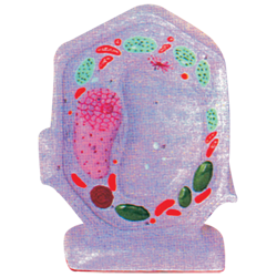 Typical Plant Cell