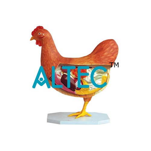 Hen Anatomy Model