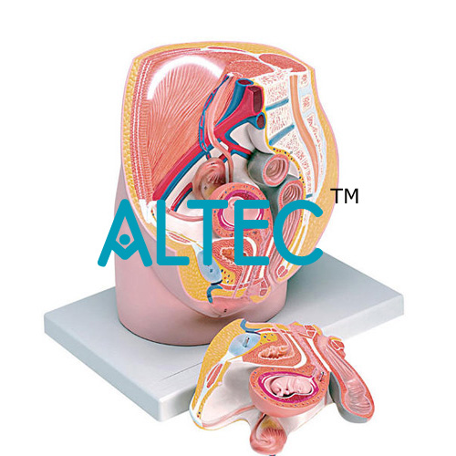 Female Pelvis With 8-Week Ebryo – 3 Parts