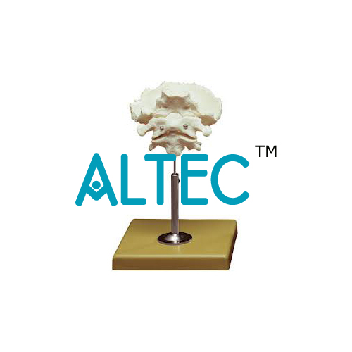 Atlas Axis And Occipital Bone Model