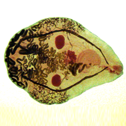 Platyhelminthes